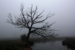 Mai 2018 - 2. Platz - Hubert Sorgenfrei \"Baum im Nebel\"