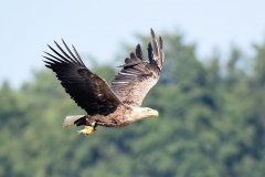 Juni 2018 - 2. Platz - Michael Rupp \"Seeadler mit Fisch\"