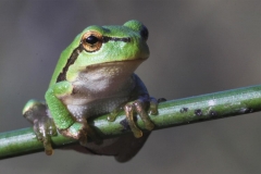 Juni 2018 - 2. Platz - Willi Krieger \"Laubfrosch\"