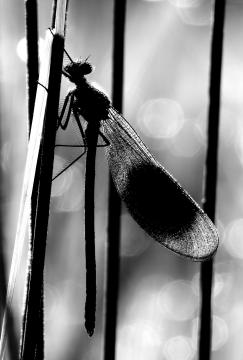 2406-02-Kurt-Hanauer-Silhouette-Libelle