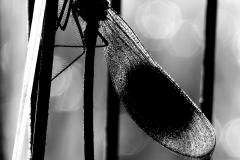 2406-02-Kurt-Hanauer-Silhouette-Libelle