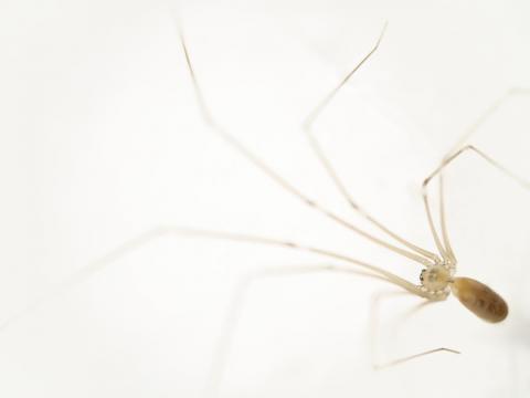 2408-03-HKchristian-steger-spinne