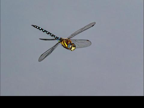 2410-03-kurt-hanauer-libelle