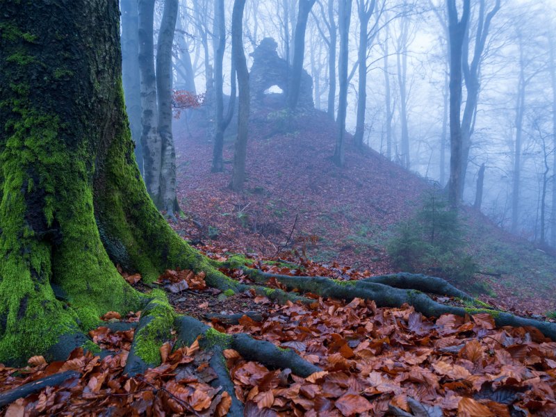 Die Burgruine Frauenstein hinter einer alten vermoosten Buche