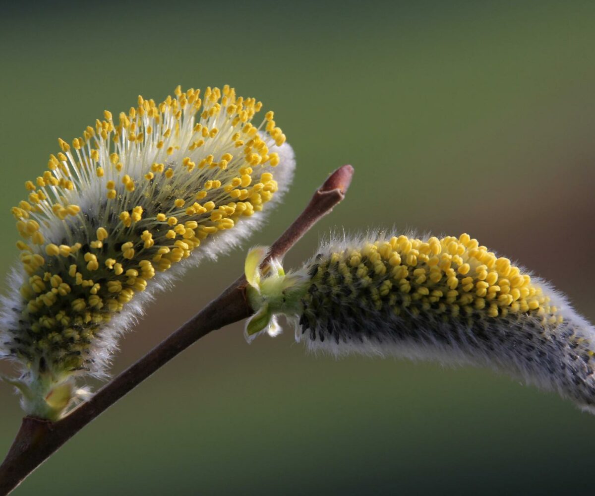 Foto des Monats Mai 2016 – Thema Frühlingserwachen