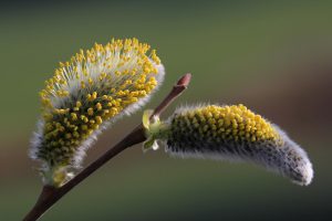 Foto des Monats Mai 2016 – Thema Frühlingserwachen