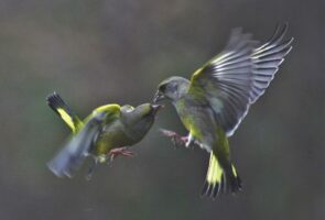 Foto des Monats Februar 2018